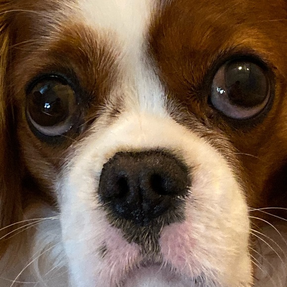 Meet your Posher, Soren - Picture 1 of 1